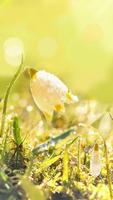 Dew On Flower Live Wallpaper imagem de tela 1