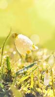 Dew On Flower Live Wallpaper syot layar 3