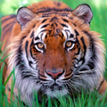 Kids puzzle - Tiger