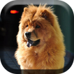 Cute Chow Chow Dog Live