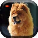 Cute Chow Chow Dog Live aplikacja