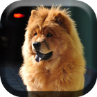 Lindo perro chino  Perro Live icono