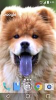 かわいいチャウチャウ 犬 ライブ壁紙 ポスター