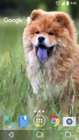 かわいいチャウチャウ 犬 ライブ壁紙 スクリーンショット 1