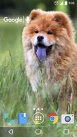 Mignon Chow Chow  Chien Live capture d'écran 1