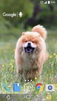 かわいいチャウチャウ 犬 ライブ壁紙 スクリーンショット 2