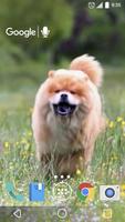 Mignon Chow Chow  Chien Live capture d'écran 2