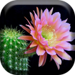 Cactus Fleurs  Live Wallpaper