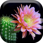 Cactus Fleurs  Live Wallpaper icône