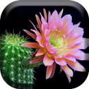 Cactus Flowers Live Wallpaper aplikacja