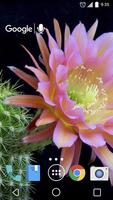 Cactus Flowers Live Wallpaper โปสเตอร์