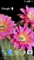 Cactus Flowers Live Wallpaper اسکرین شاٹ 2