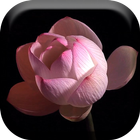 Lotus Flower Time Lapse Live ikon