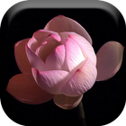 Lotus Flower Time Lapse Live أيقونة