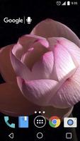 Lotus Flower Time Lapse Live الملصق