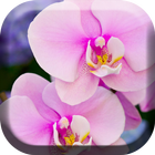 Pretty Orchids Live Wallpaper ikona