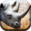 Rhino Kiss Live Wallpaper