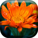 태양 꽃 라이브 배경 화면 APK