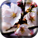 꽃 사과 나무 라이브 배경 화면 APK