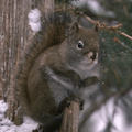 Snow Squirrel Live Wallpaper