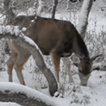 Winter Deer Live Wallpaper
