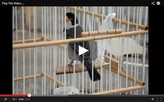 Canto de pássaro da amazônia स्क्रीनशॉट 1