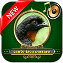 canto jacu passaro APK