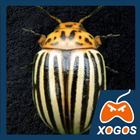 Колорадские жуки иконка