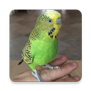 APK Budgie Sounds FREE