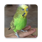 Budgie Sounds FREE icône