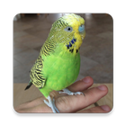 Budgie Sounds FREE icon