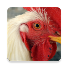 Chicken Sounds FREE icon