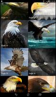 Eagle Wallpapers ( OFFLINE ) Plakat