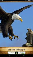 Eagle Wallpapers ( OFFLINE ) 截图 1