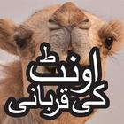 Camel Qurbani 2017 Videos icon