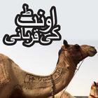 Eid Ul Adha Camel Qurbani-icoon