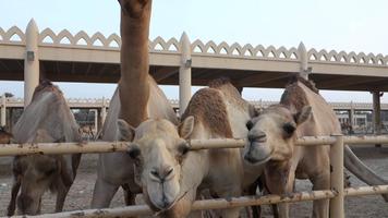 Eid Ul Adha Camel Qurbani Affiche