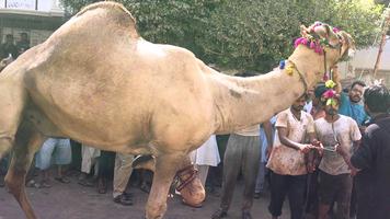 Eid Ul Adha Camel Qurbani screenshot 1