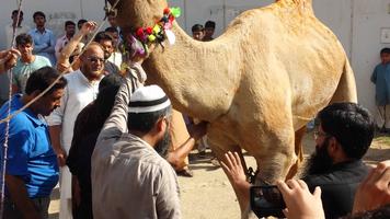 Eid Ul Adha Camel Qurbani capture d'écran 2