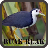 Kicau Burung Ruak Ruak Jos