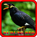 Suara Burung Beo Cerdas