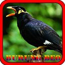 Suara Burung Beo Cerdas APK