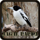 Suara Burung Jagal Papua APK