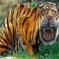 Macan Bahagia Cisewu Lucu স্ক্রিনশট 3