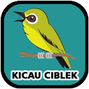 Kicau Ciblek Pemikat Mp3 Offline APK