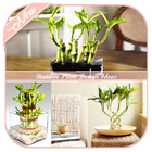 Bamboo Plant Design Ideas icône