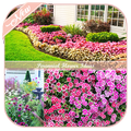 Perennial Flower Ideas
