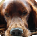 Doggy style Live Wallpaper APK