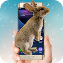 Rabbit live on the screen (prank) APK