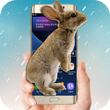 Rabbit live on the screen (prank)
